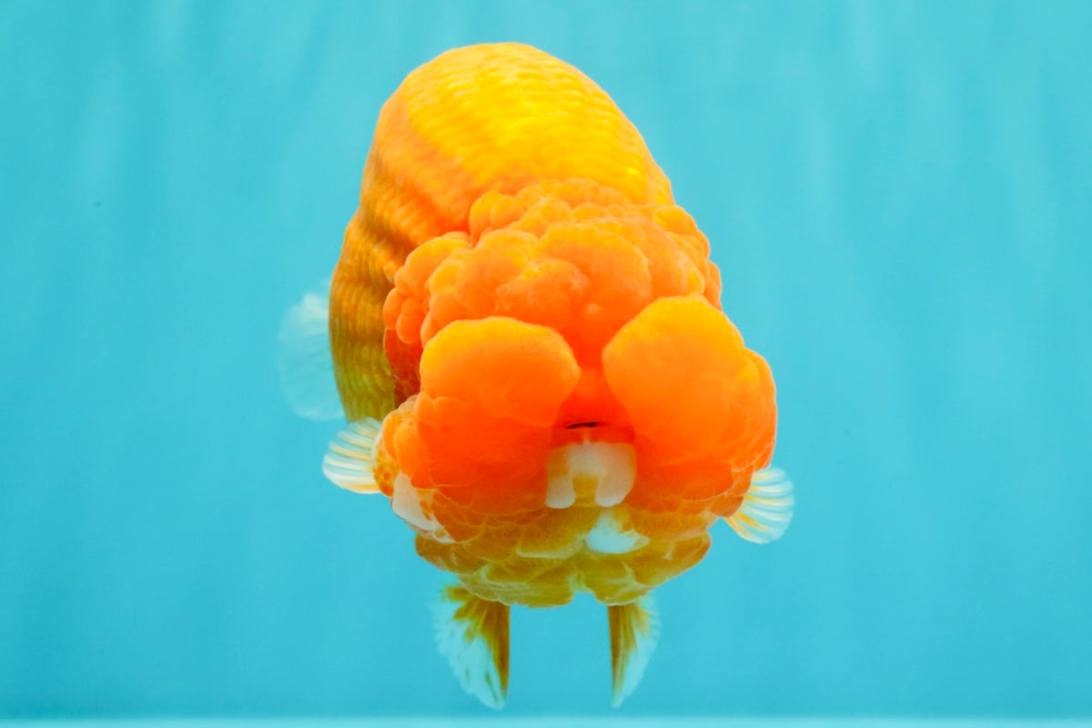 BIG CHEEK AAA Grade Super Hybrid Buffalo Red Ranchu Male 6 inches #100226RC_21