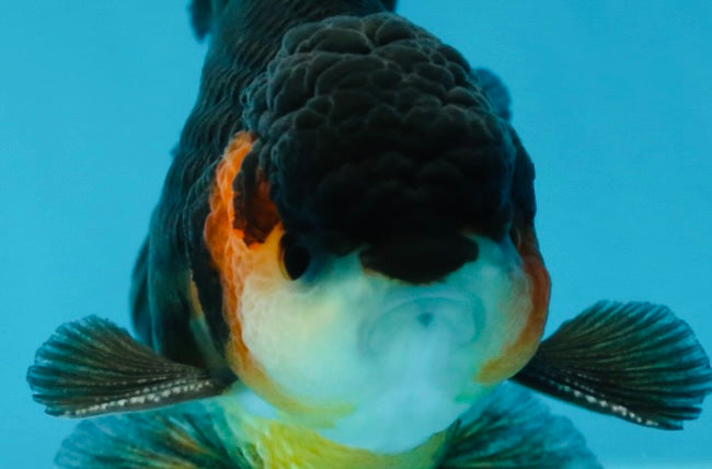 A Grade Tricolor Oranda Male 4.5 inches #053025OR_18