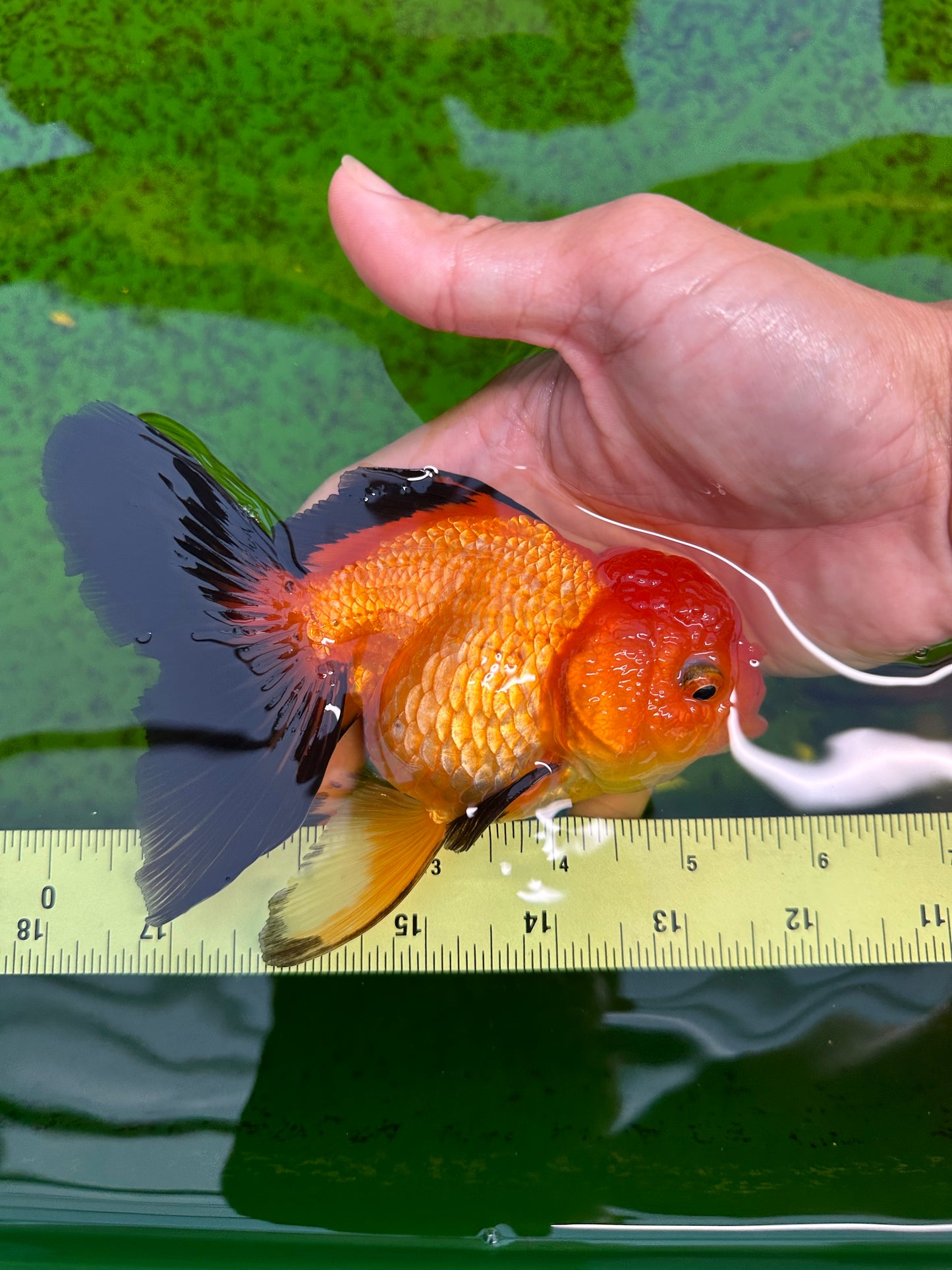 Femelle Apache Oranda de catégorie A 5,5 pouces #0726OR_19