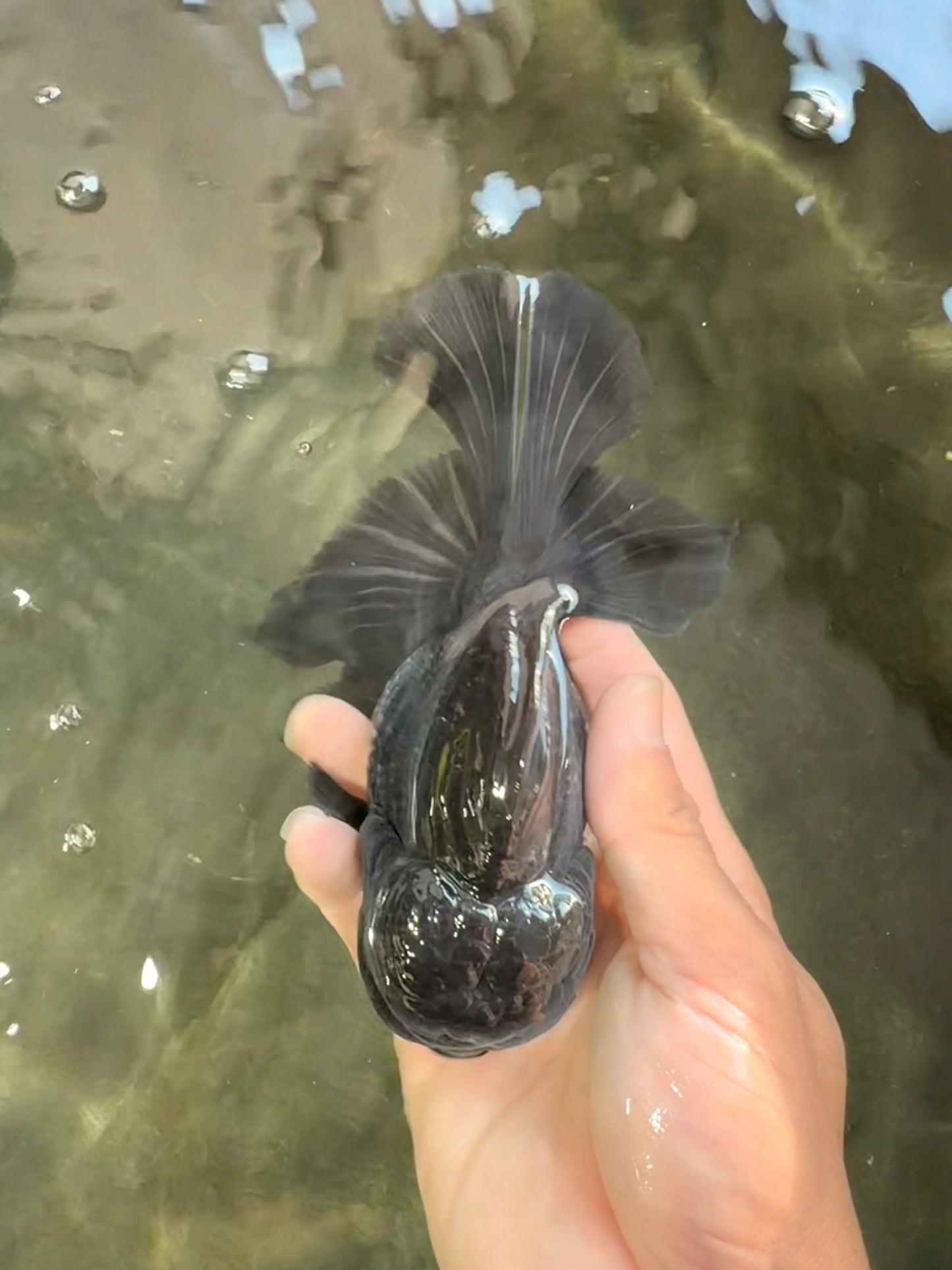 A Grade Kirin Oranda Male 5.5 inches #061926OR_22