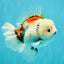 Marble Oranda Male 6.5 inches #050126OR_14