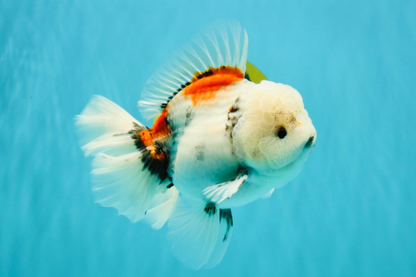 Marble Oranda Male 6.5 inches #050126OR_14