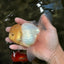 A Grade White Oranda Male 5.5 inches #101626OR_09