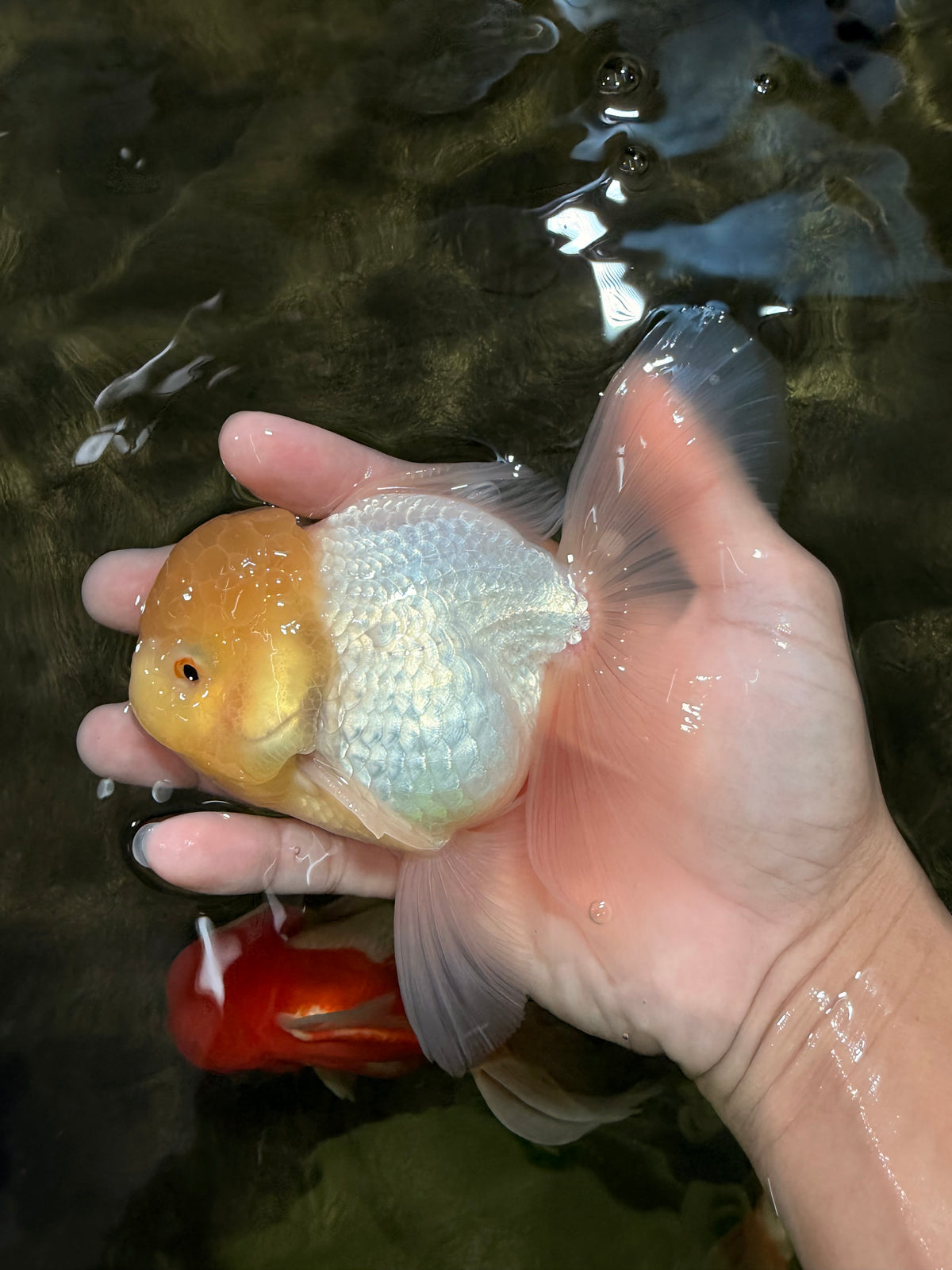 A Grade White Oranda Male 5.5 inches #101626OR_09