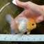 White Button Eyes Oranda Female 5 inches #080825OR_10