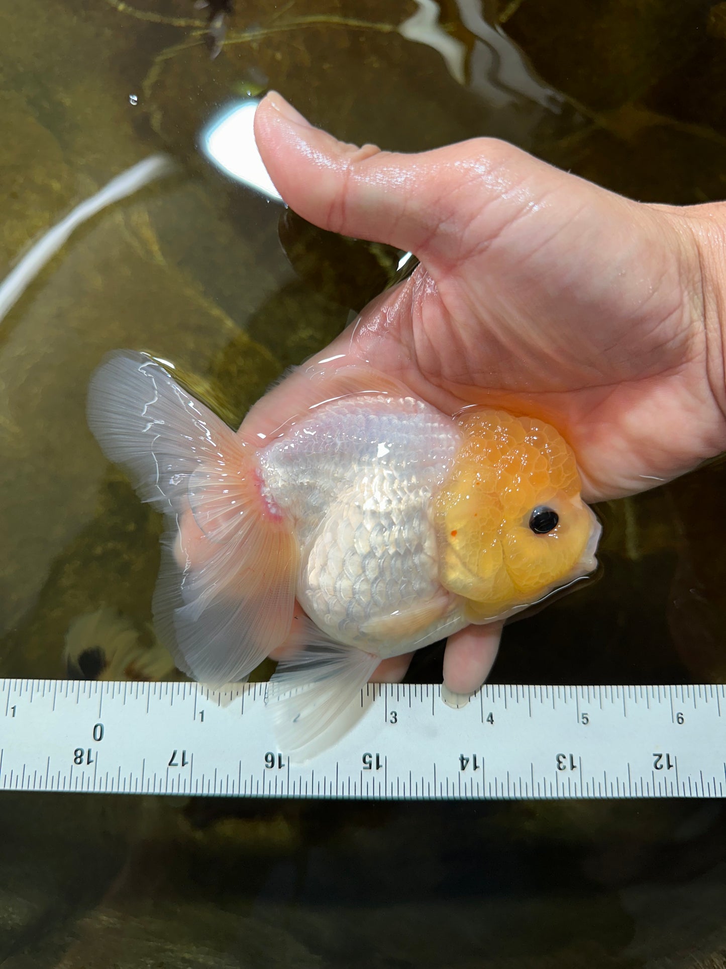 White Button Eyes Oranda Female 5 inches #080825OR_10