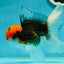 A Grade Red Head Tricolor Oranda Male 5.5 inches #112224OR_10