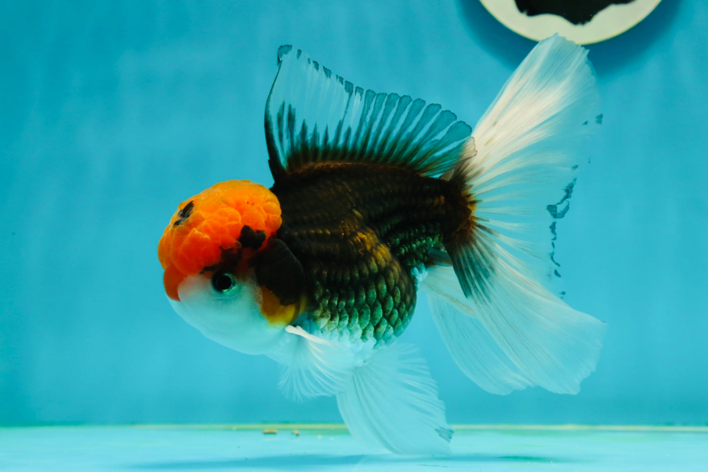 A Grade Red Head Tricolor Oranda Male 5.5 inches #112224OR_10