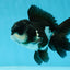 A Grade Panda Oranda Male 4.5 inches #050225OR_11