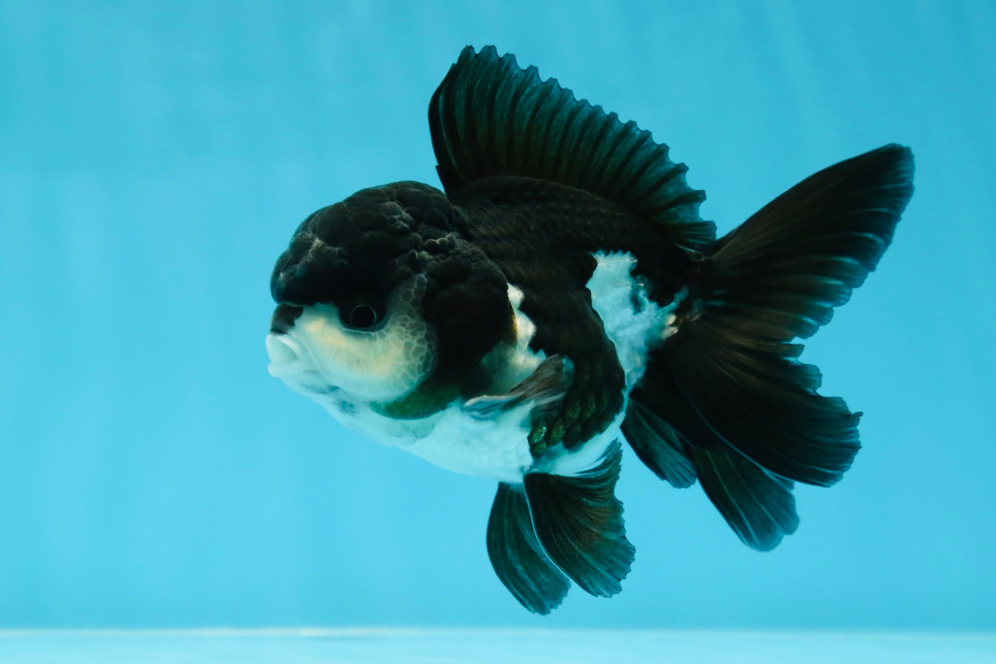A Grade Panda Oranda Male 4.5 inches #050225OR_11