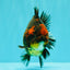 AAA Grade Tiger Yuanbao Male 5 inches #061926YB_35