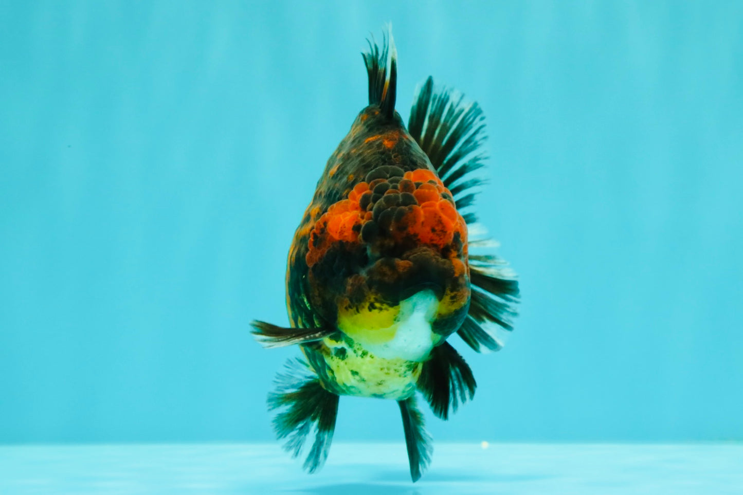 AAA Grade Tiger Yuanbao Male 5 inches #061926YB_35
