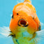 AAA Grade TOP Tiger Oranda Female 6-6.5 inches #051625OR_16