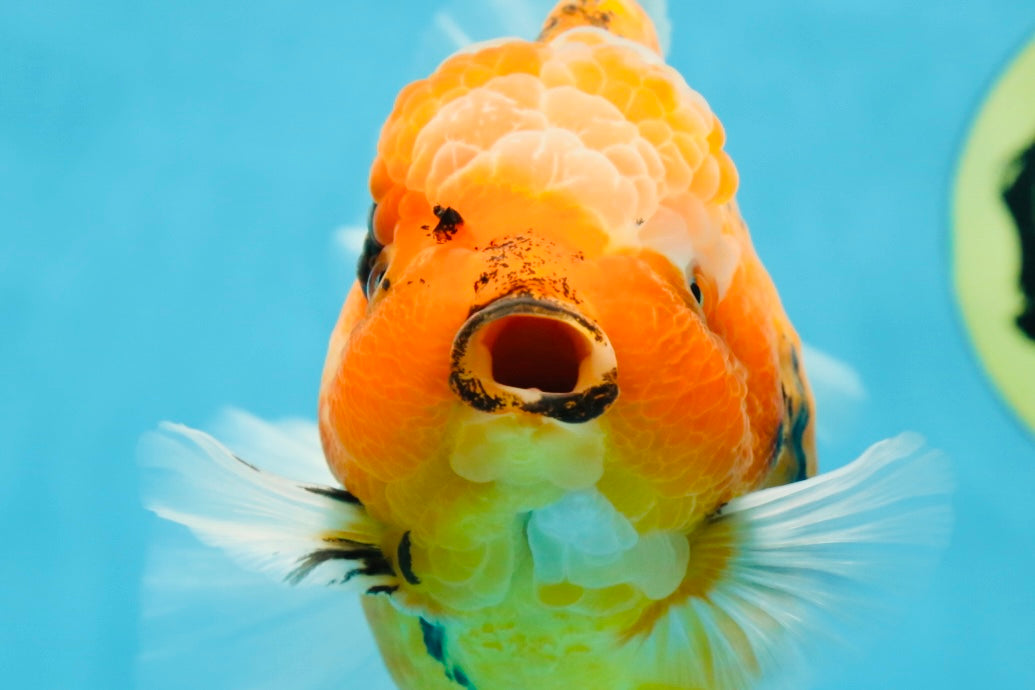 AAA Grade TOP Tiger Oranda Female 6-6.5 inches #051625OR_16