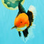 UNIQUE AAA Grade Apache Oranda Male 6 inches #101626OR_07
