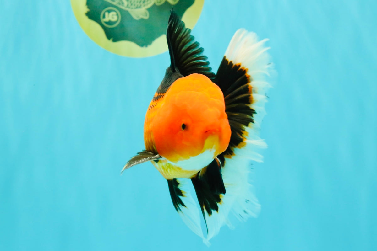 UNIQUE AAA Grade Apache Oranda Male 6 inches #101626OR_07