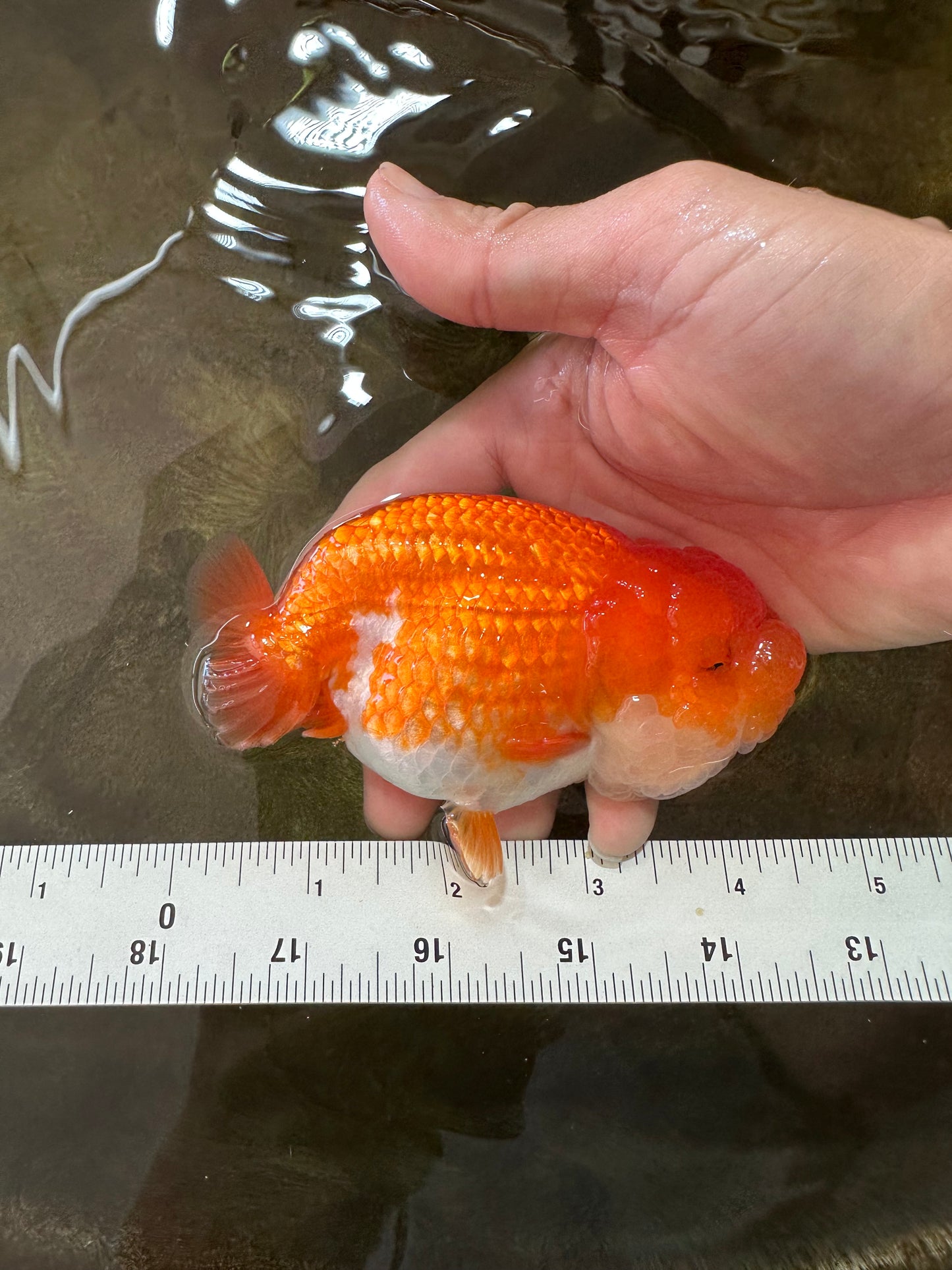 A Grade Red White LionQueen 4.5 inches #062725LC_06