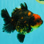 CHUNKY A Grade Tiger Yuanbao Female 5-5.5 inches #091826YB_10