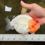 CHUBBY Red White Buffalo Ranchu Female 6 inch #092526RC_20