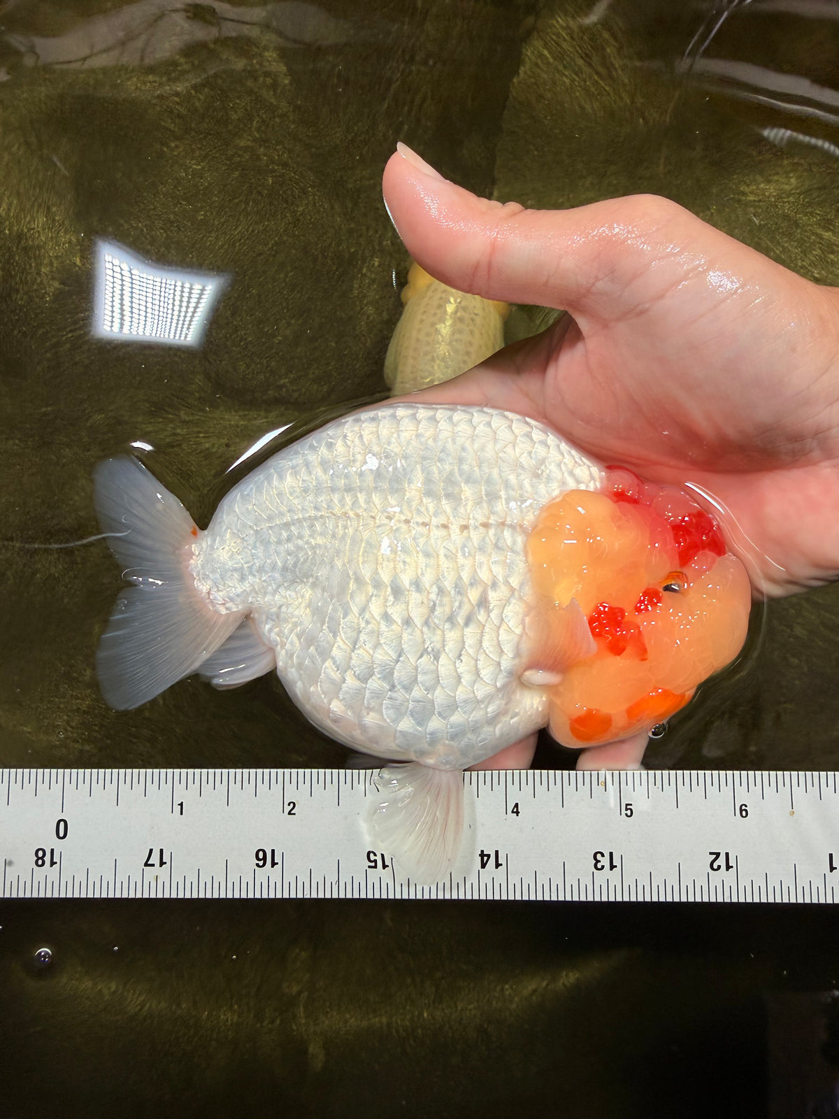 CHUBBY Red White Buffalo Ranchu Female 6 inch #092526RC_20