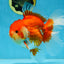 AAA Grade Young Godzilla Red White Oranda Male 6 inches #081525OR_07