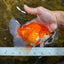 A Grade CHONKY Red White Oranda Female 6 inches #091925OR_09