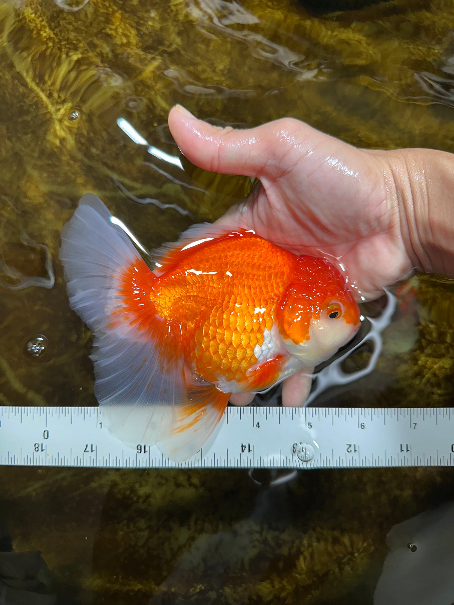 A Grade CHONKY Red White Oranda Female 6 inches #091925OR_09