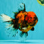 Tiger Oranda Female 7 inches #100926OR_12