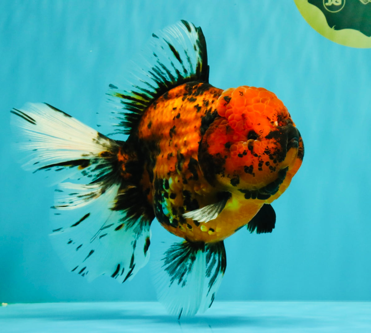 Tiger Oranda Female 7 inches #100926OR_12