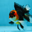 A Grade Young Tricolor Oranda Male 4.5 inches #061325_04