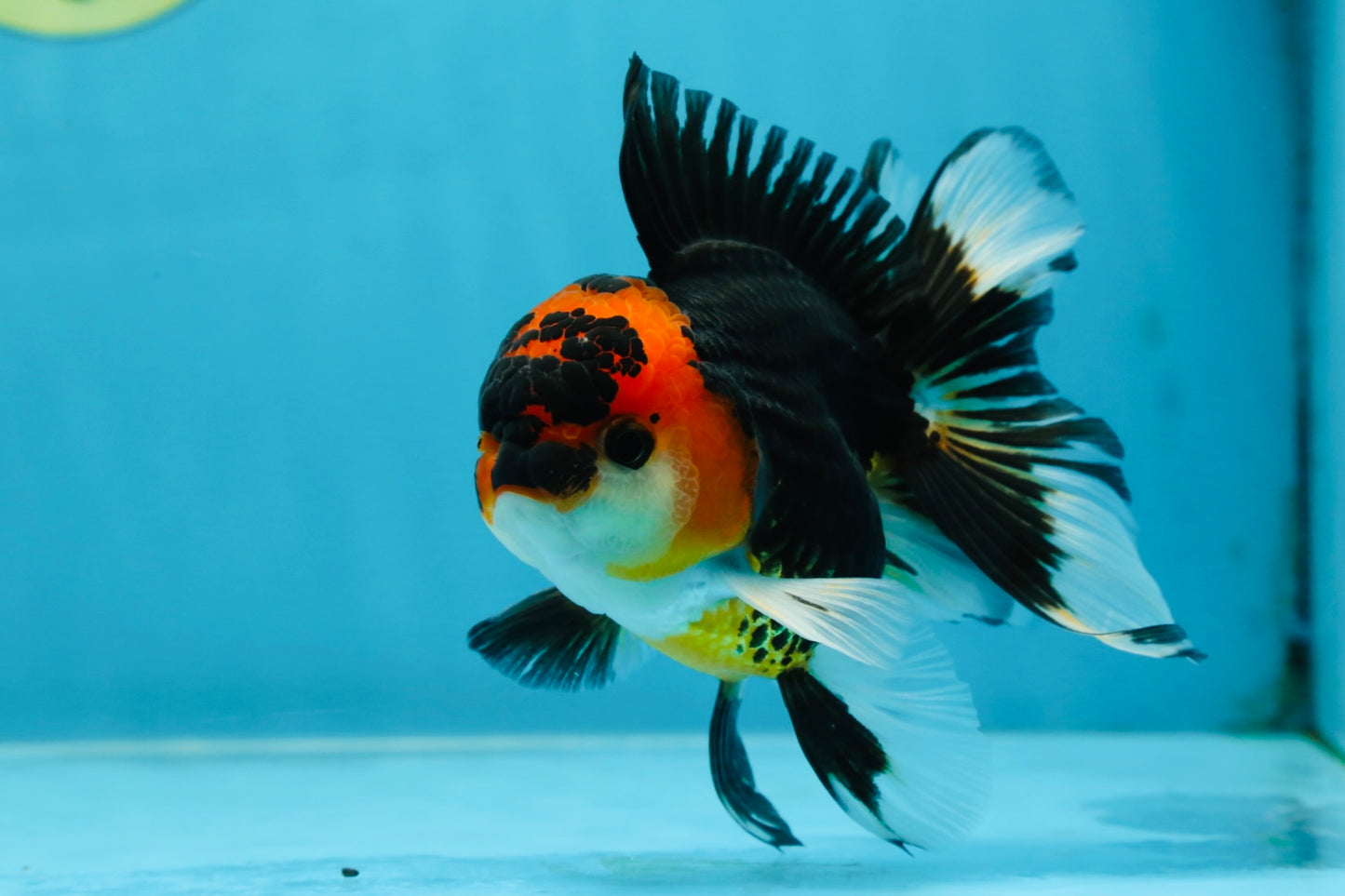 A Grade Young Tricolor Oranda Male 4.5 inches #061325_04