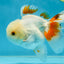 A Grade Orange White Oranda Male 5 inches #060625OR_16