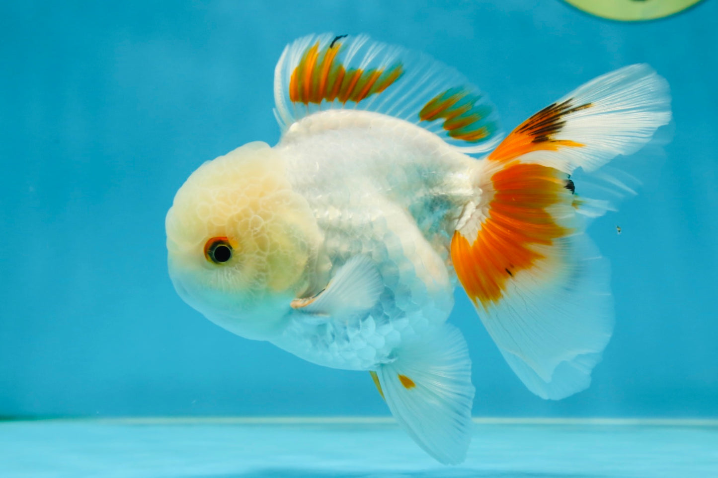 A Grade Orange White Oranda Male 5 inches #060625OR_16