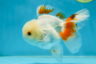 A Grade Orange White Oranda Male 5 inches #060625OR_16