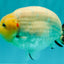 AAA Grade Diamond Scale White Sakura Ranchu Male 5.5-6 inches #100226RC_26