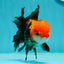 A Grade Apache (Black Red) Tricolor Oranda Male 5 inches #110824OR_10