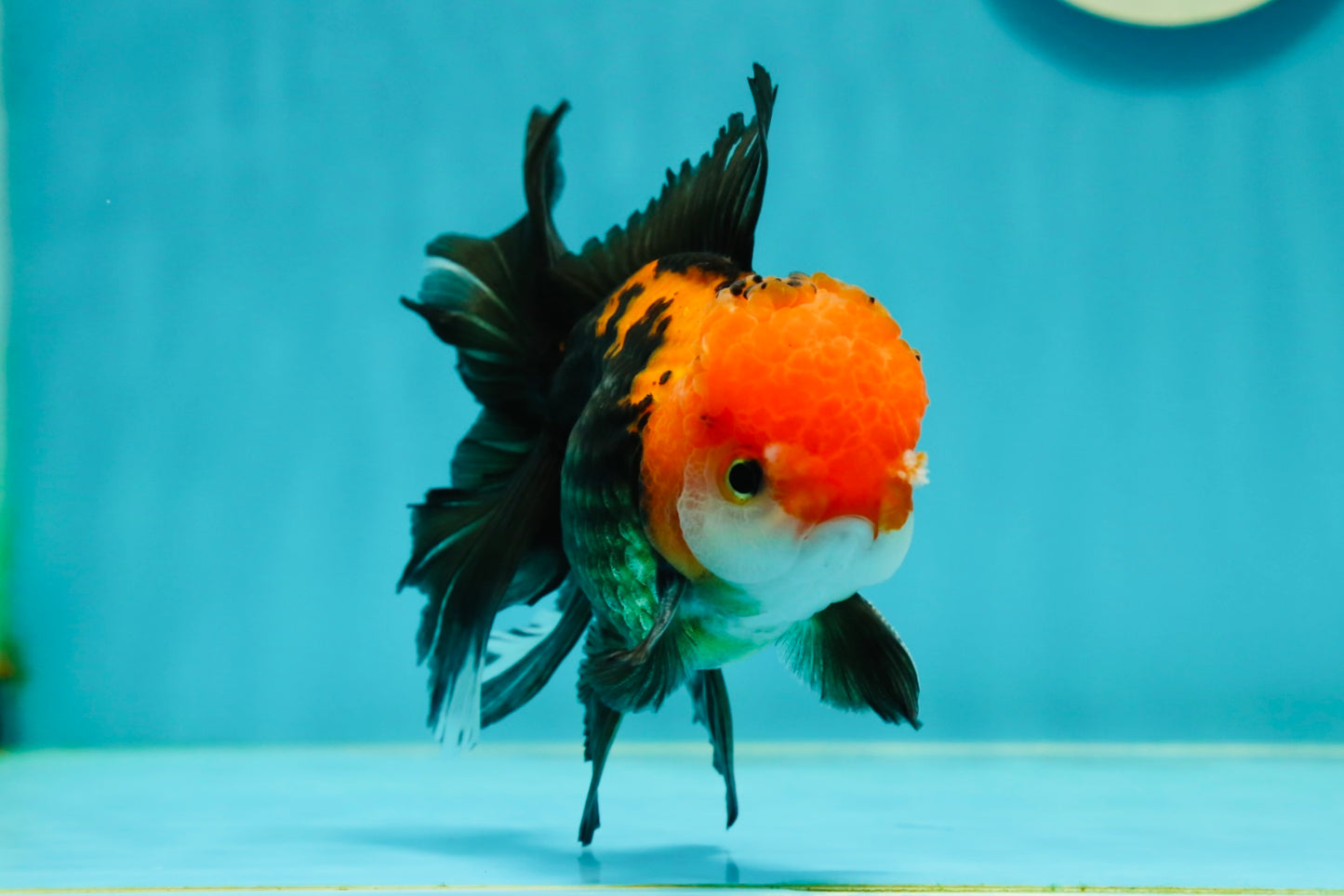 A Grade Apache (Black Red) Tricolor Oranda Male 5 inches #110824OR_10