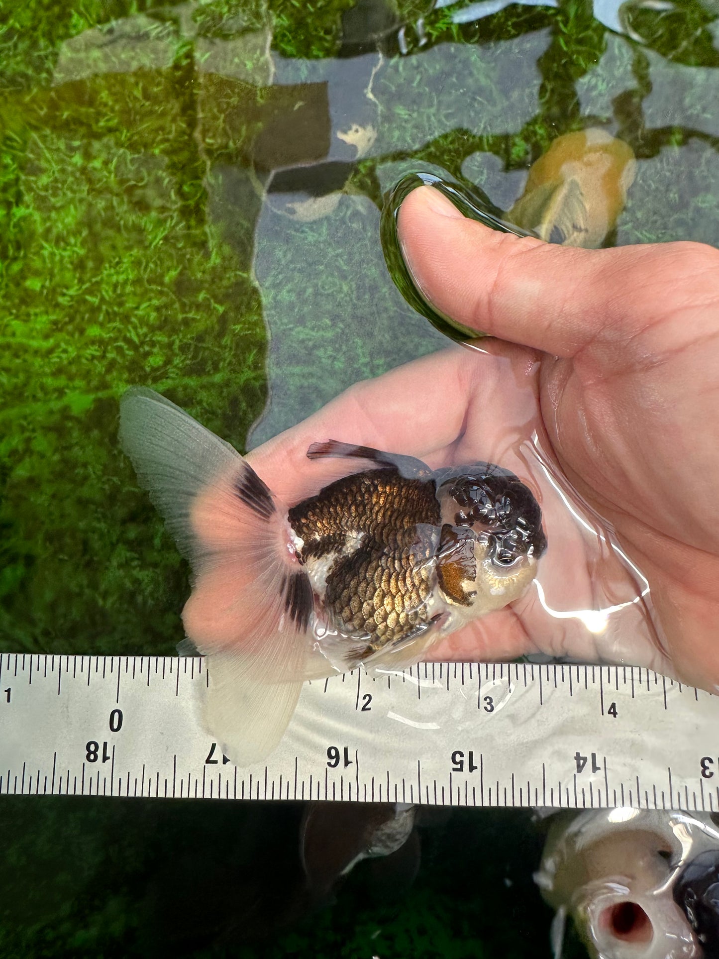 Panda Oranda Male 3.5 inches #1004OR_28