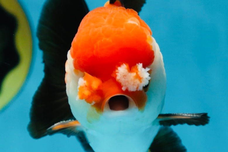 A Grade PomPom Tricolor Yuanbao Male 4-4.5 inches #060625YB_08