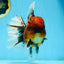 AAA Grade Godzilla Tiger Oranda Female 6.5 inches #081525OR_12