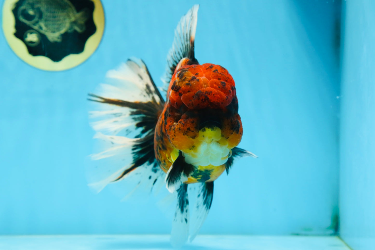 AAA Grade Godzilla Tiger Oranda Female 6.5 inches #081525OR_12