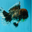 CHUBBY AAA Grade Godzilla Kirin Oranda Male 6.5 inches #050826OR_02