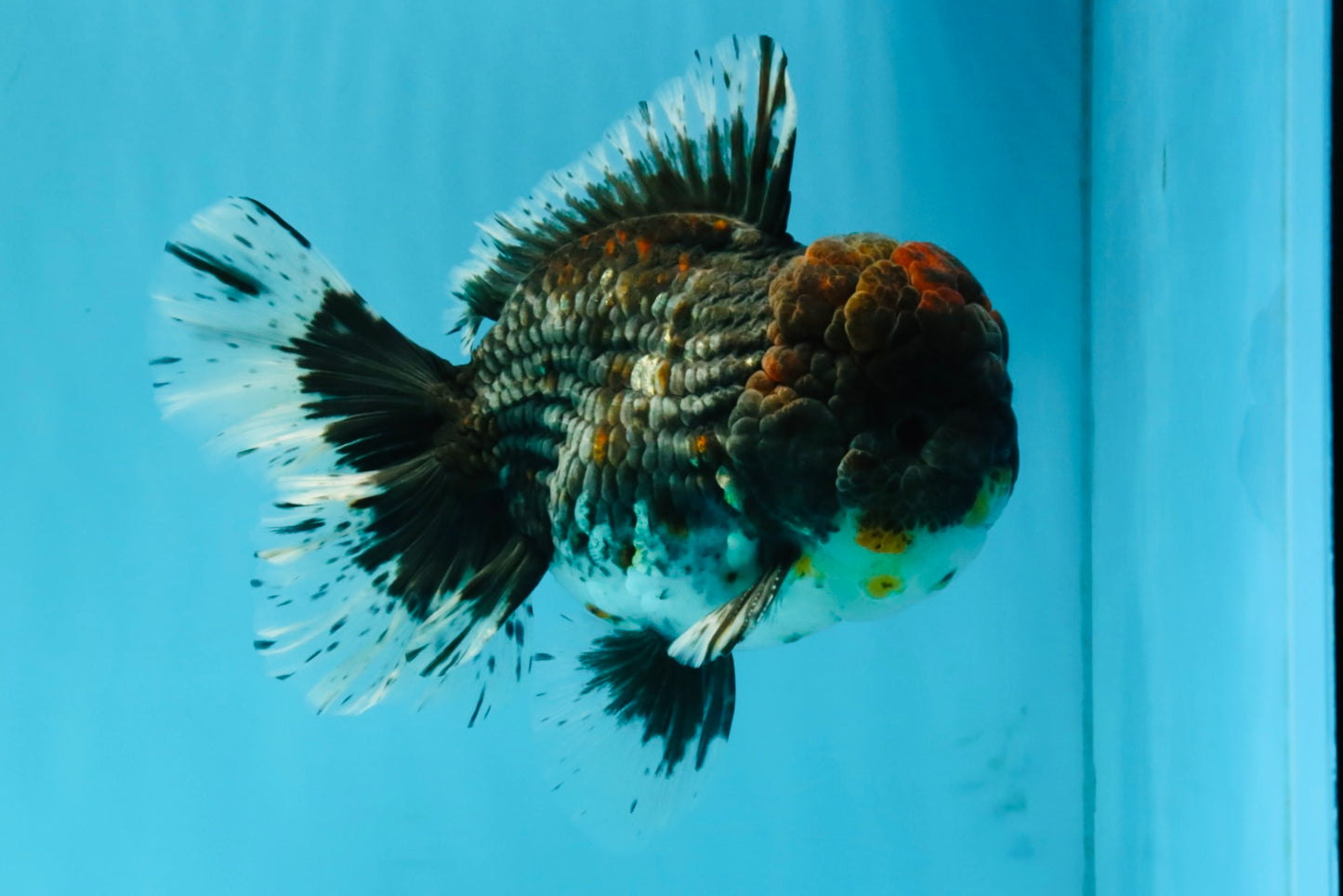 CHUBBY AAA Grade Godzilla Kirin Oranda Male 6.5 inches #050826OR_02