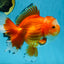 A Grade HAPPY Red White Oranda Female 5.5-6 inches #091925OR_11