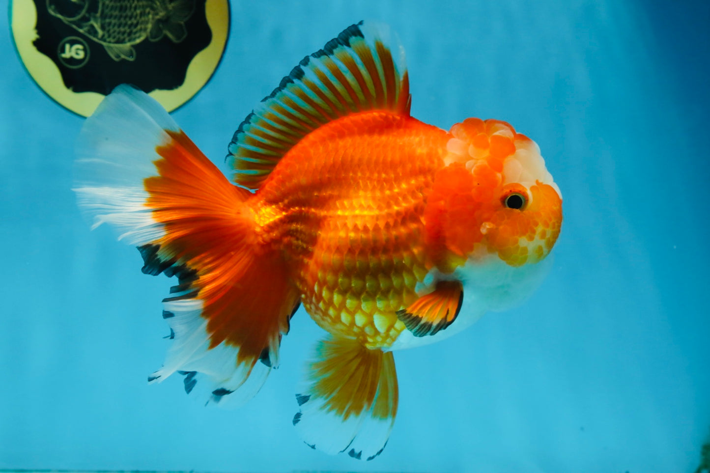 A Grade HAPPY Red White Oranda Female 5.5-6 inches #091925OR_11