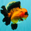 CHARLIE AAA Grade Apache Oranda Female 6 inches #071026OR_23