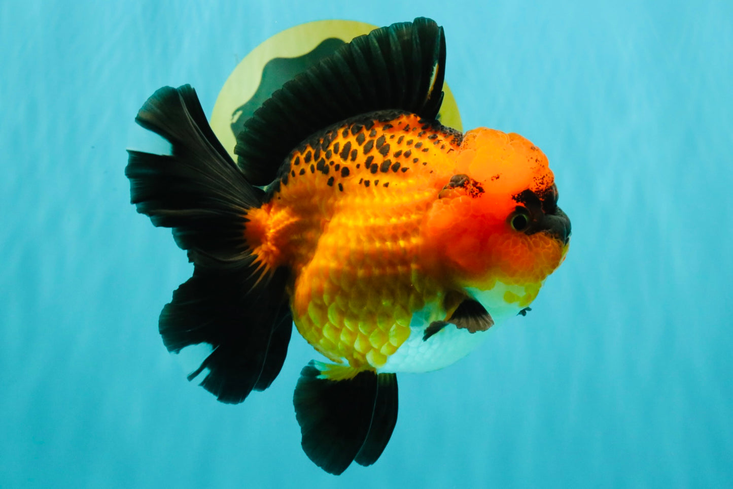 CHARLIE AAA Grade Apache Oranda Female 6 inches #071026OR_23