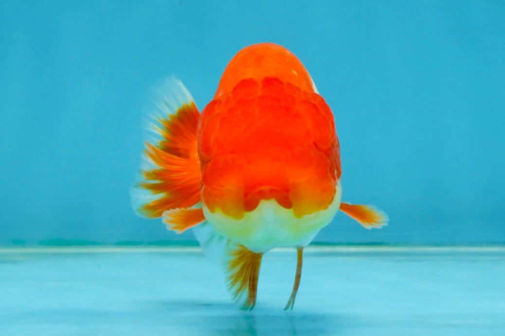 Red White Lionchu Female 4 inches #121225LC_10