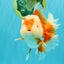 AAA Grade Red White Oranda Female 6-6.5 inches #032026OR_07
