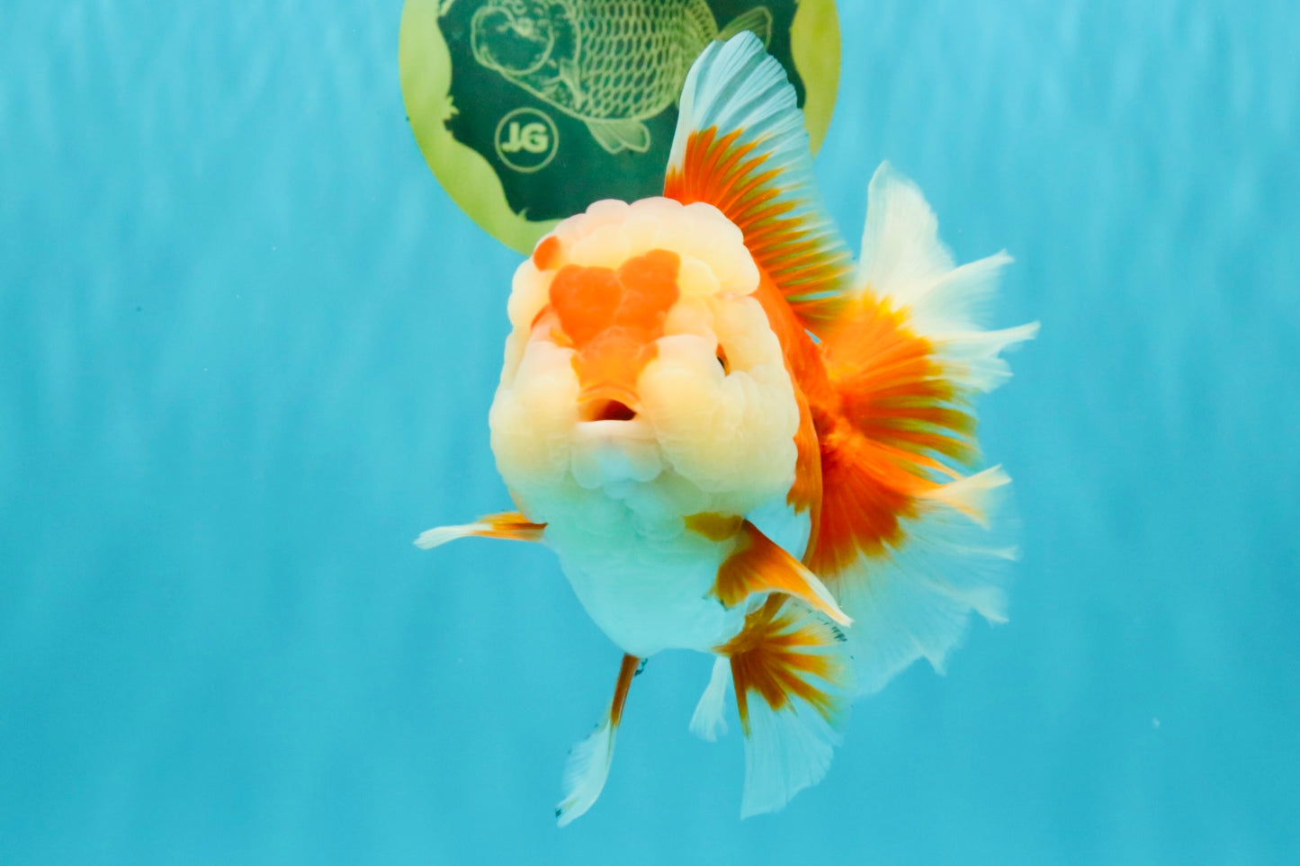 AAA Grade Red White Oranda Female 6-6.5 inches #032026OR_07